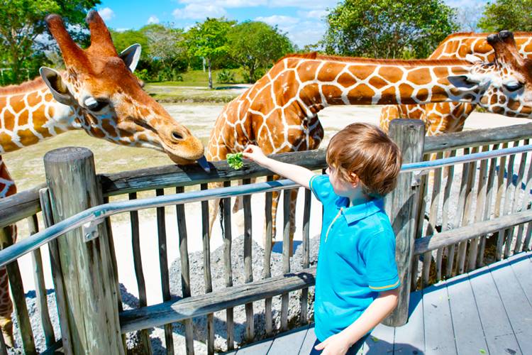 East Coast Living vacation renter enjoying the Brevard Zoo